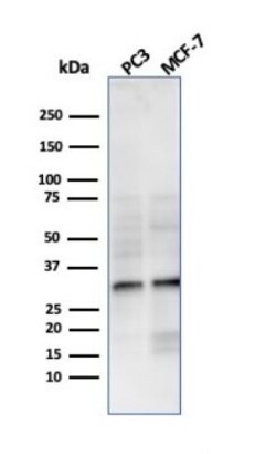 NKX2.8 Antibody (NKX28/3233R) - Azide and BSA Free, Novus Biologicals 100